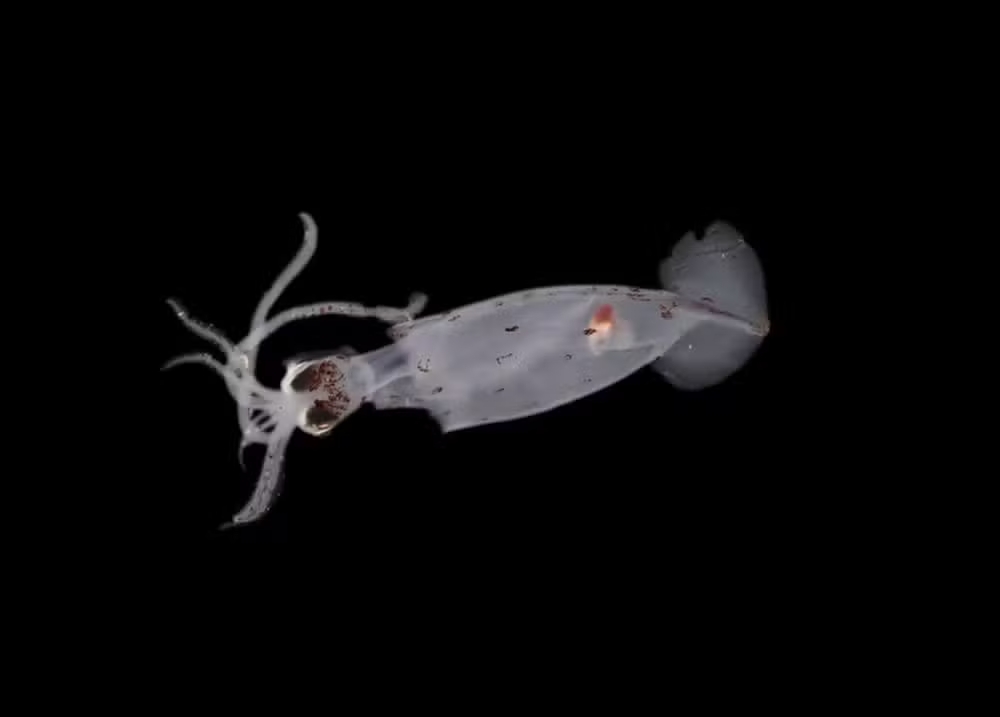 Ocean Census/NIWA